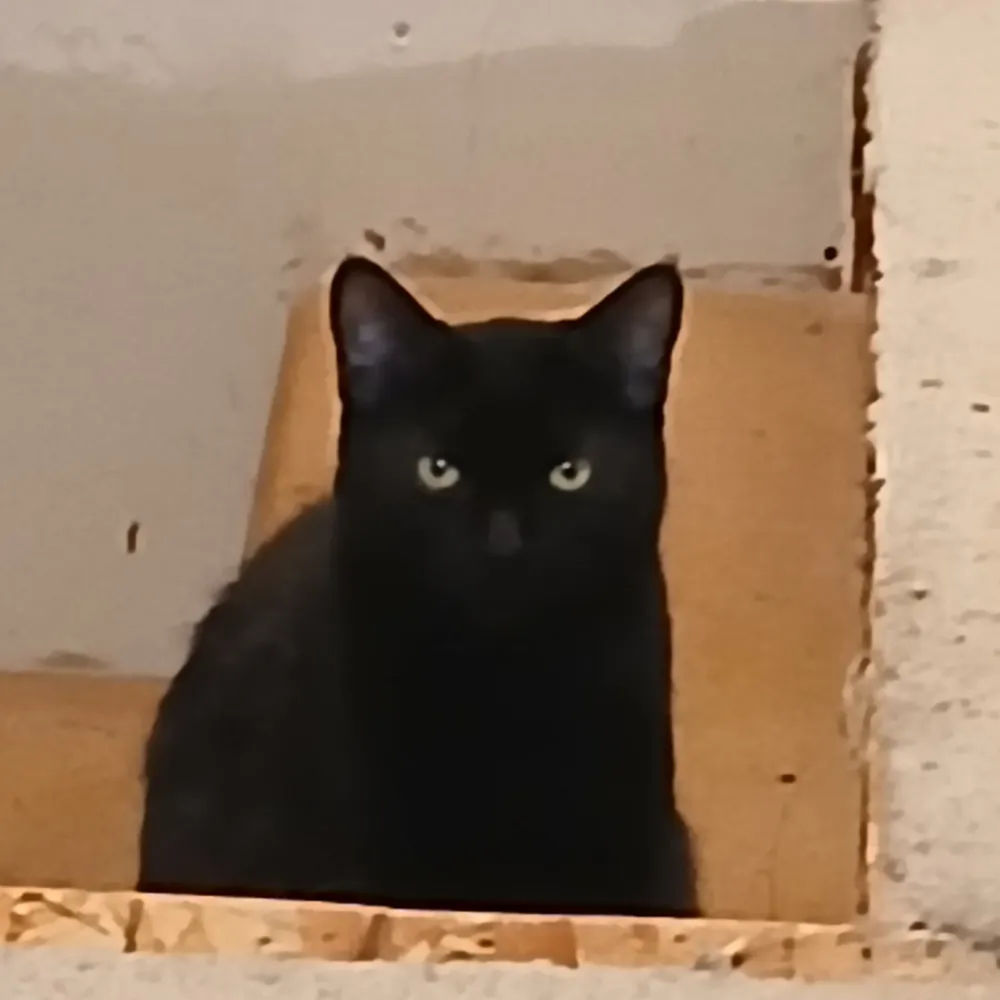 thedogspaw.bsky.social's profile picture