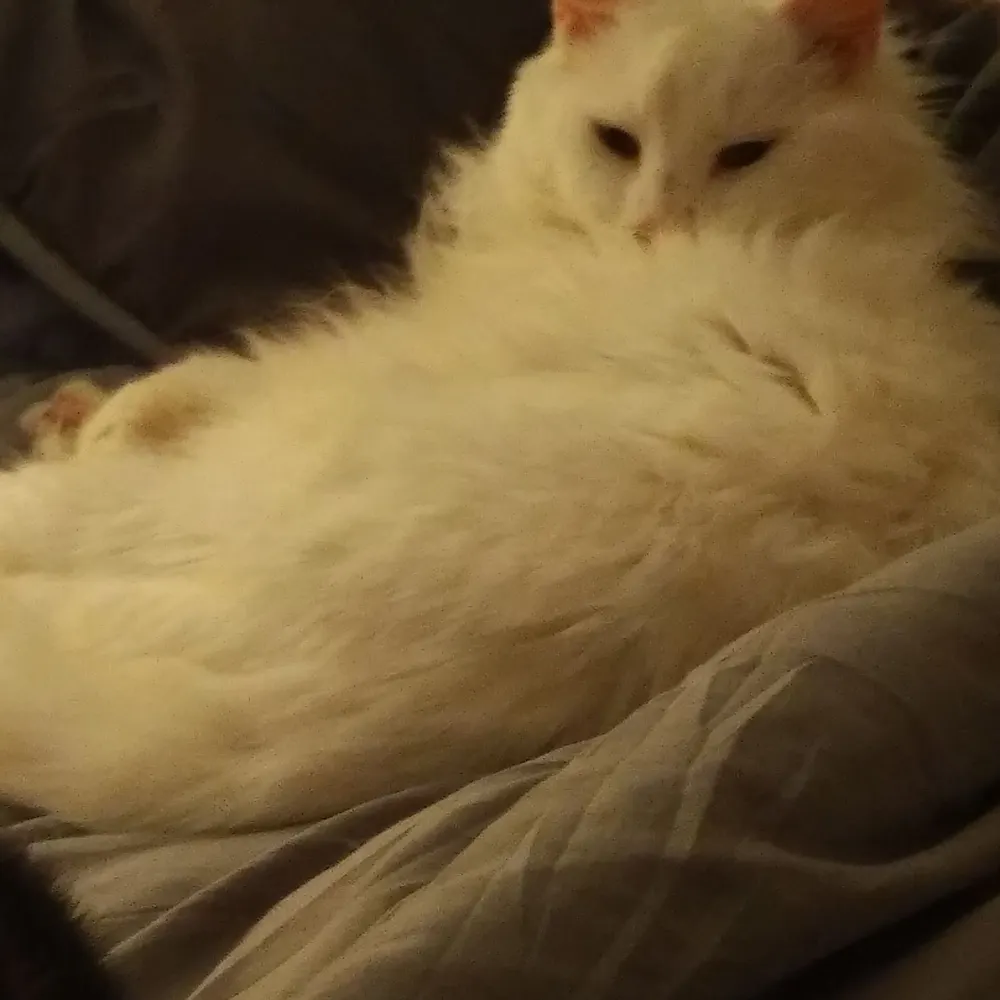 catpaws313.bsky.social's profile picture