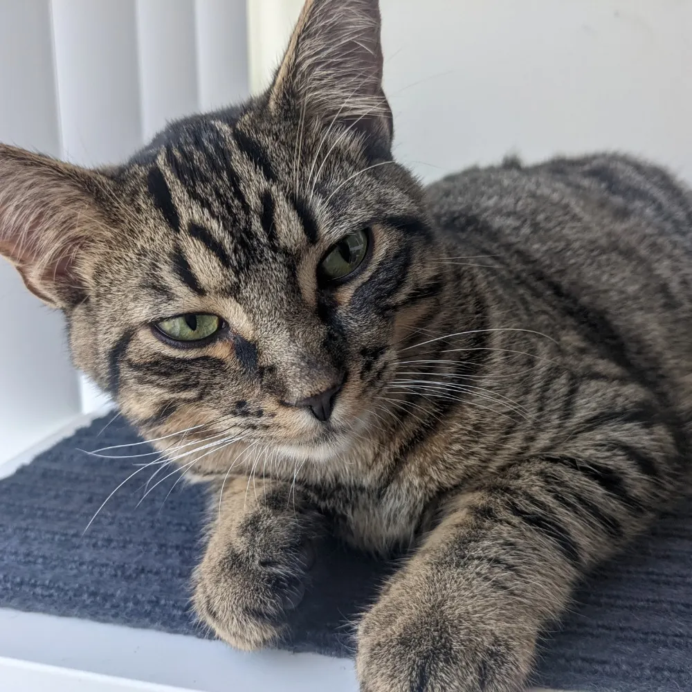 bflmouse.bsky.social's profile picture