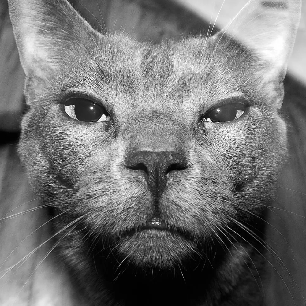 silversalty.bsky.social's profile picture