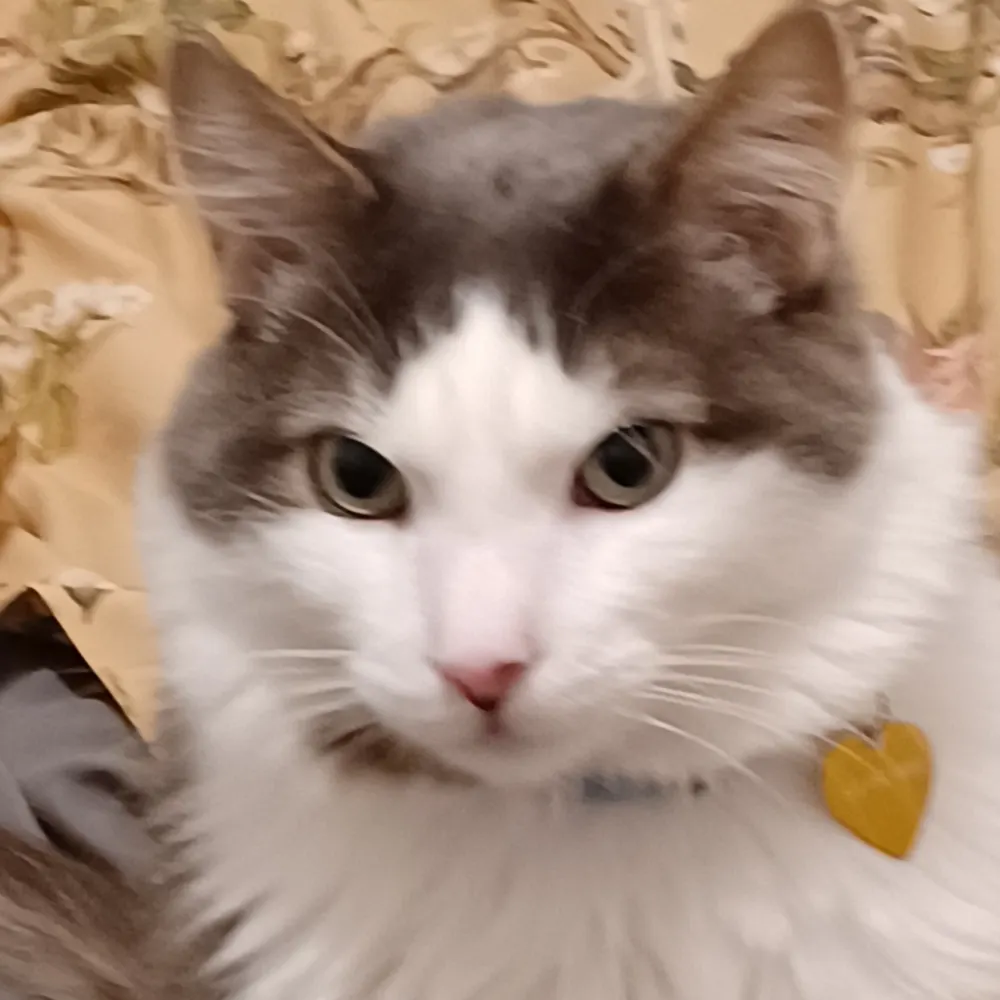 nighthawk1989.bsky.social's profile picture