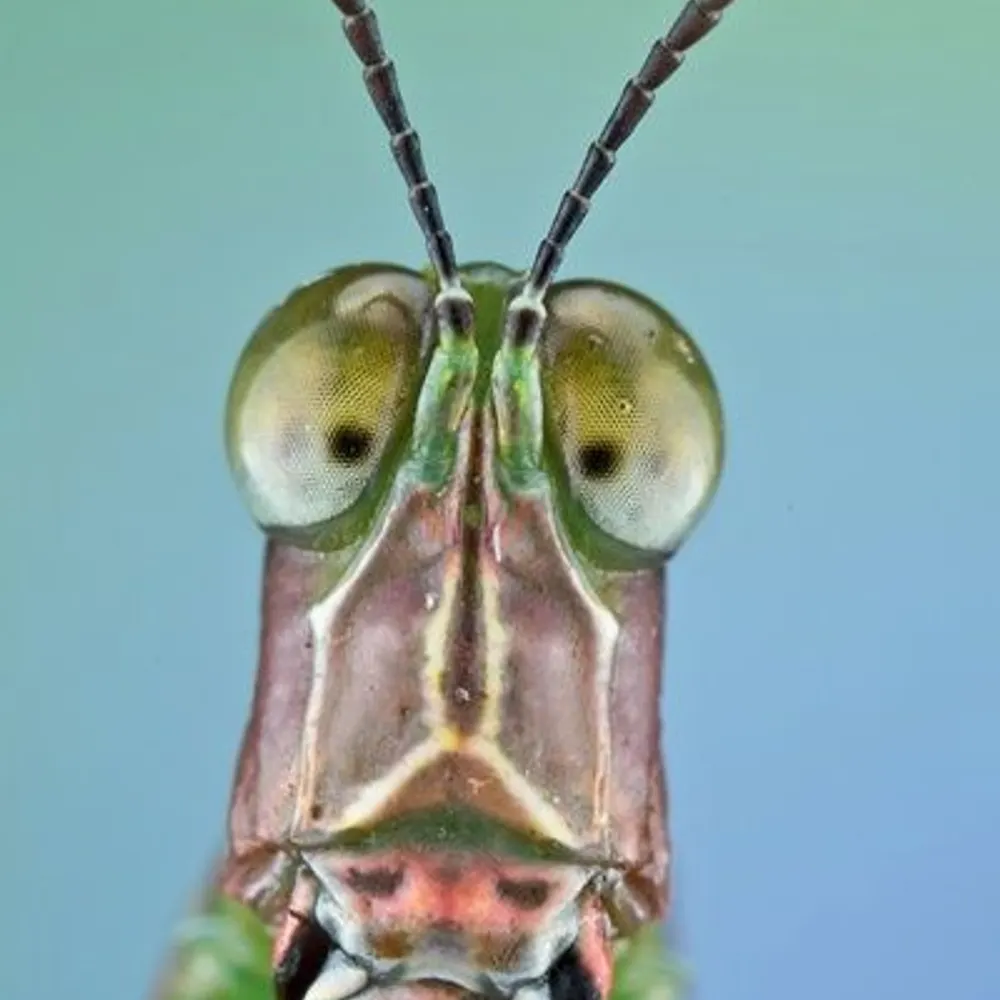 franceslarina.bsky.social's profile picture