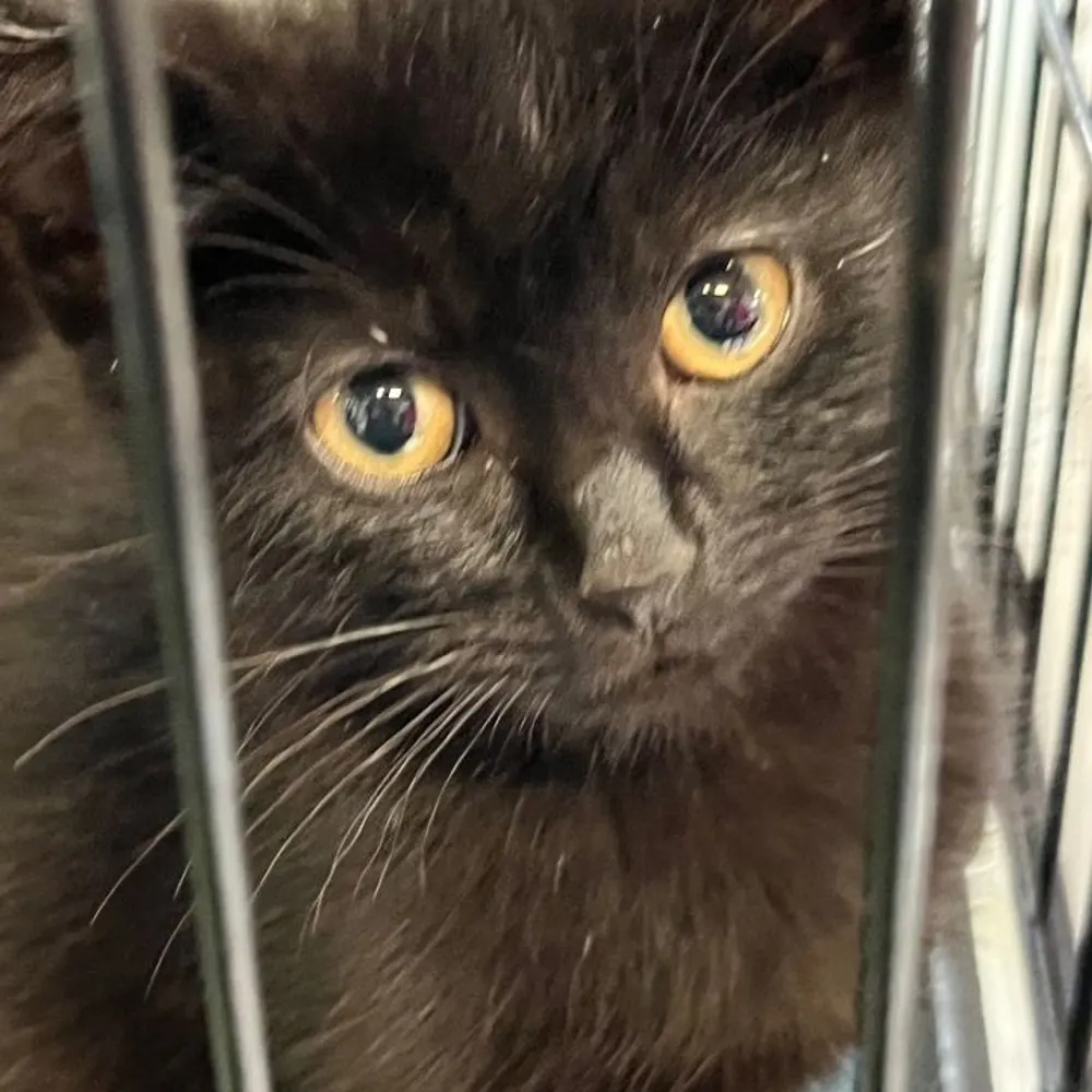 epinnoia.bsky.social's profile picture