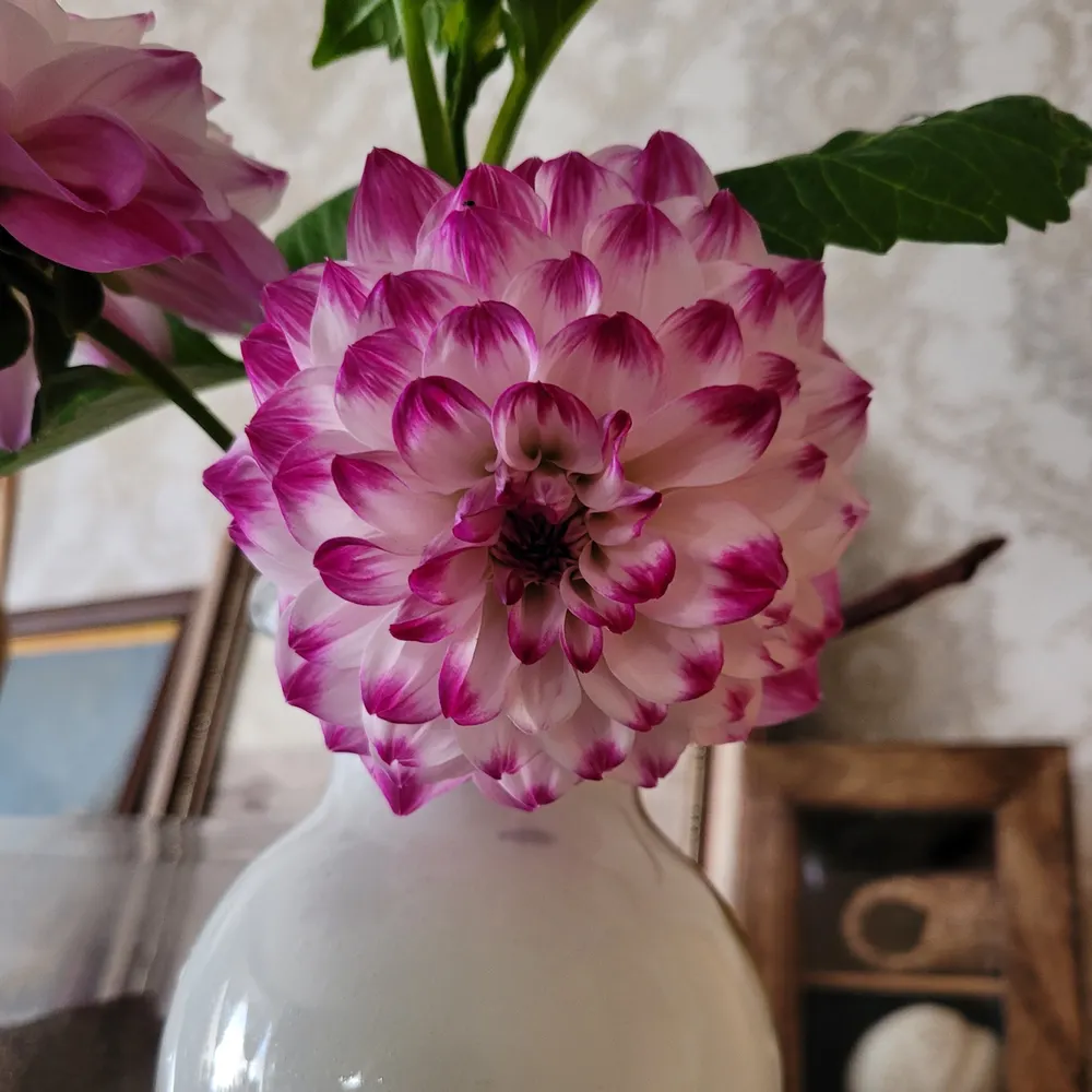 oxfairy.bsky.social's profile picture