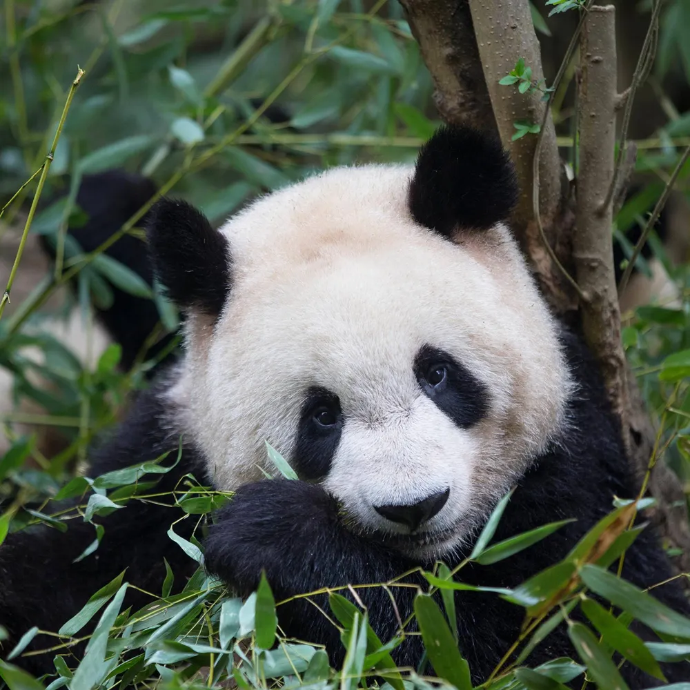 oldbamaman.bsky.social's profile picture