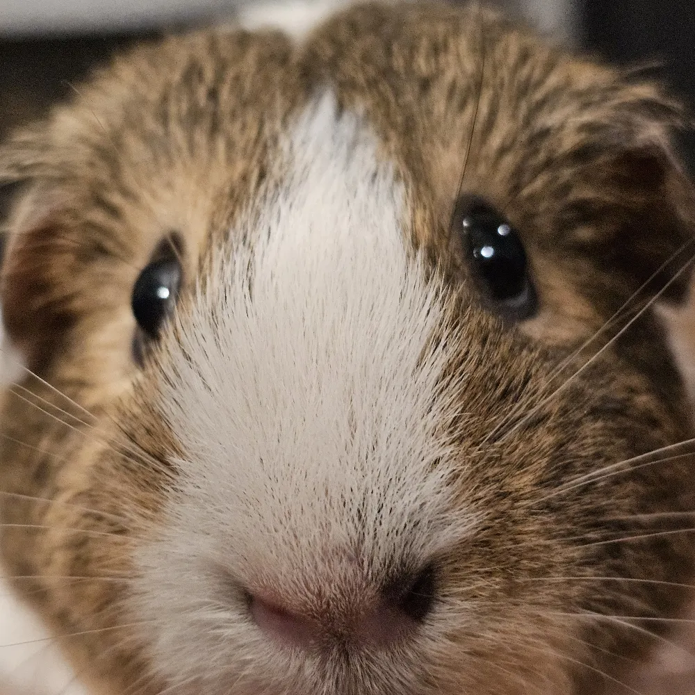 mikka-bouzu.bsky.social's profile picture