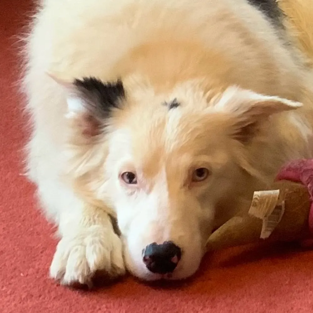 bardolino.bsky.social's profile picture