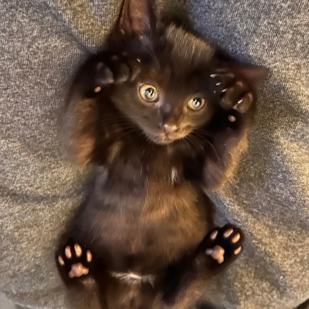 misty-autumn.bsky.social's profile picture