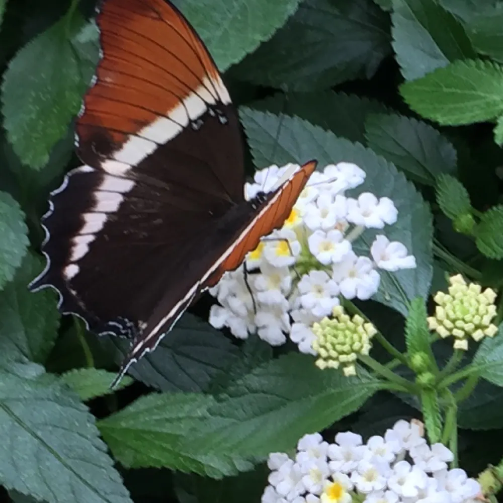 boldgardener.bsky.social's profile picture