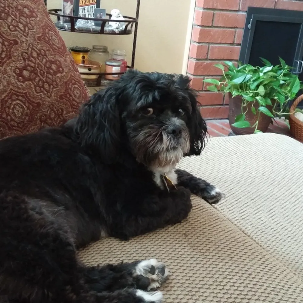 dogluvver.bsky.social's profile picture