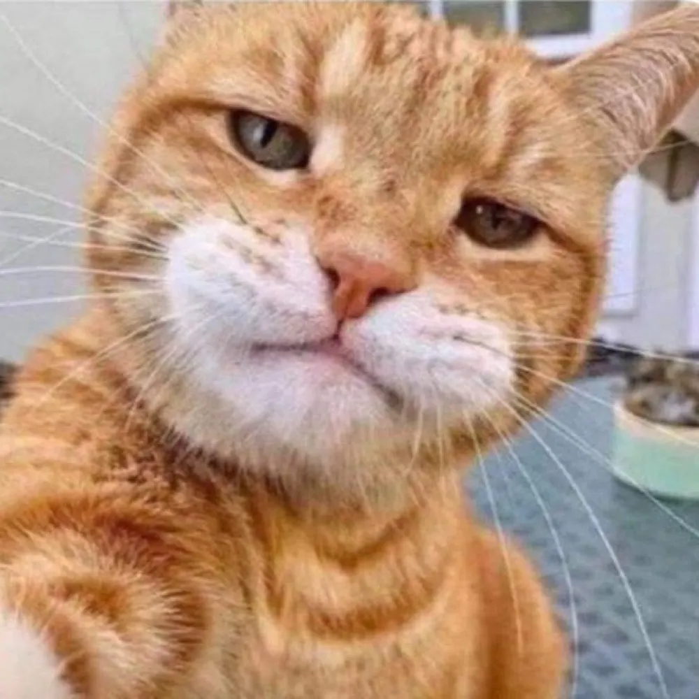 porchwizer.bsky.social's profile picture