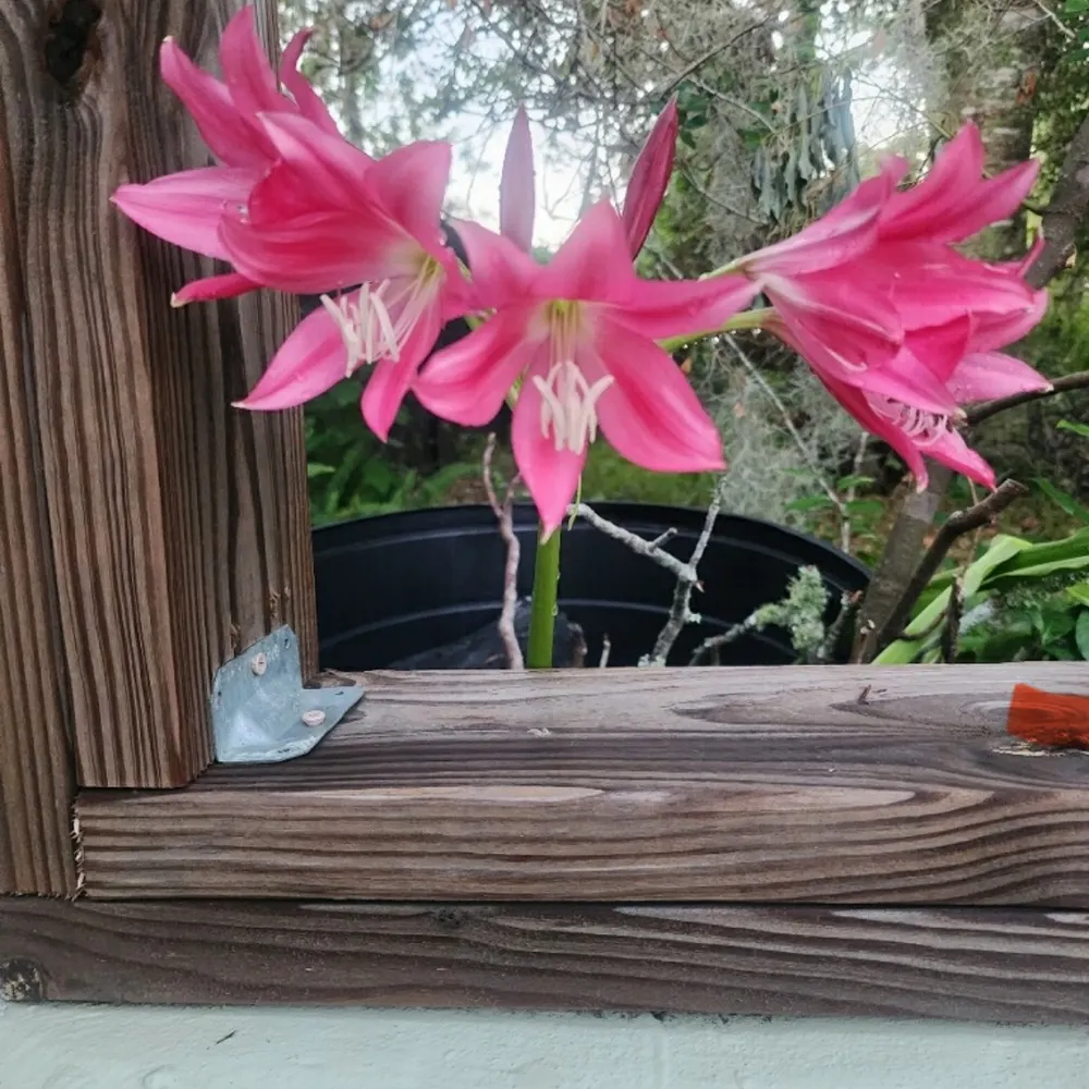 scalderone.bsky.social's profile picture