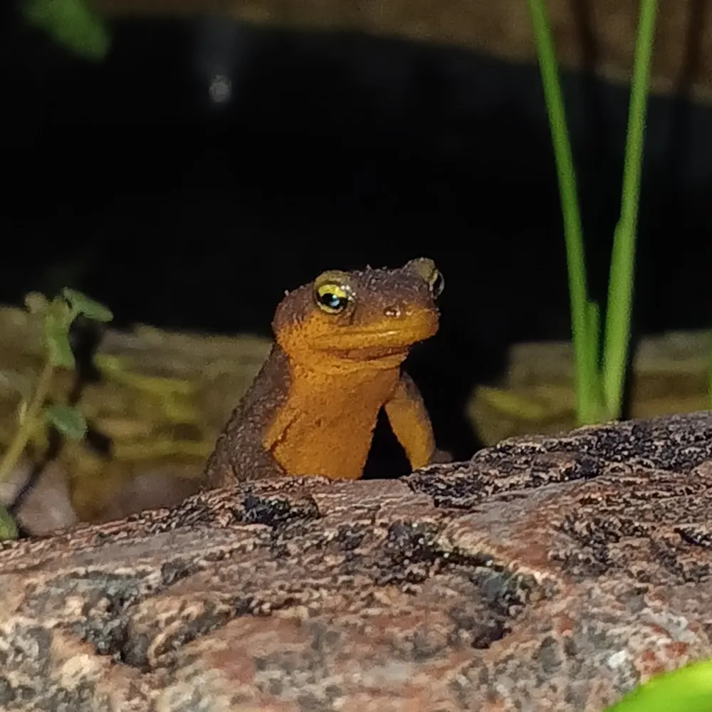 amnesiatron.bsky.social's profile picture