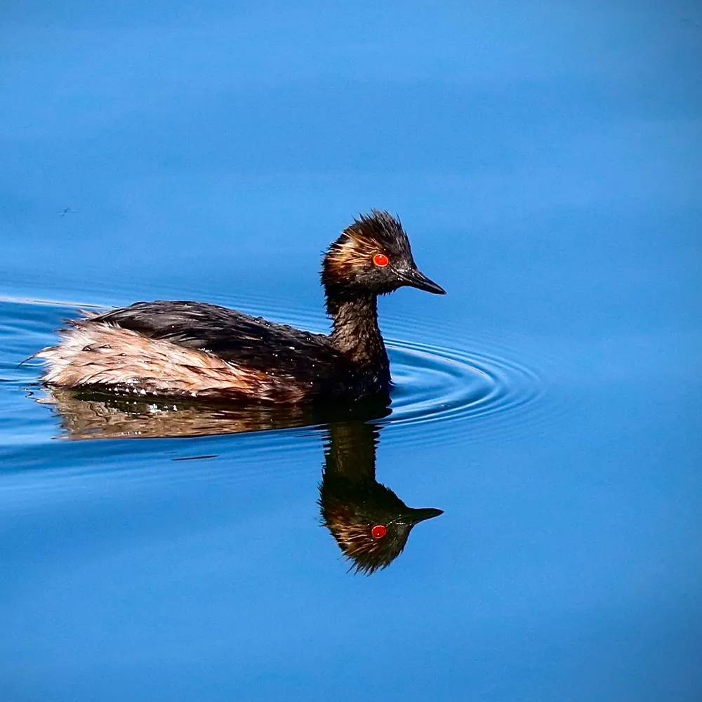 birdfan.bsky.social's profile picture