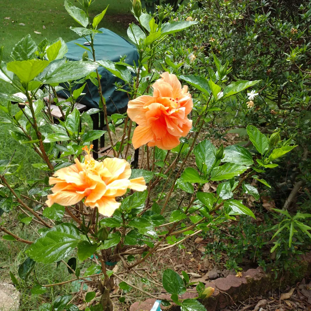 karencares.bsky.social's profile picture