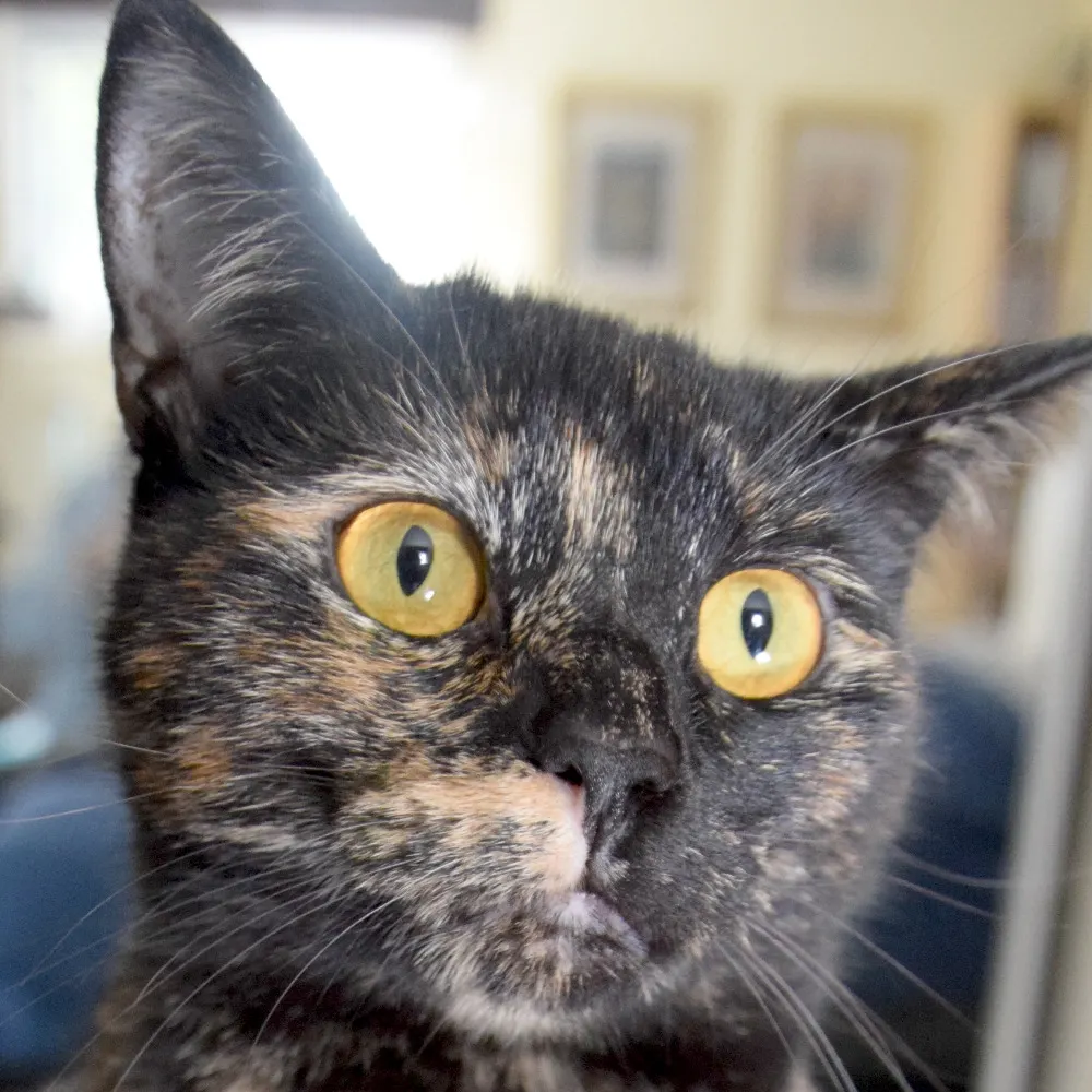 chrisadee.bsky.social's profile picture