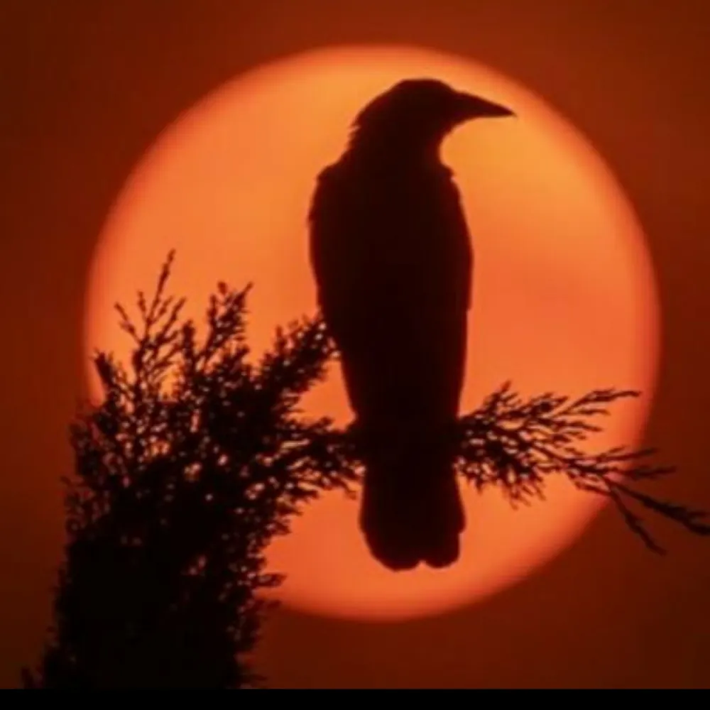 octavius32.bsky.social's profile picture