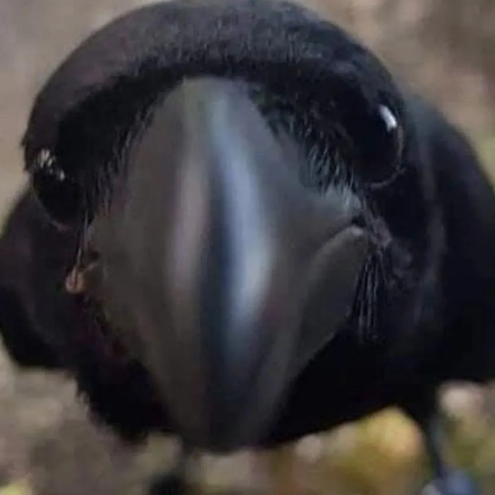 rawenofgrobac.bsky.social's profile picture