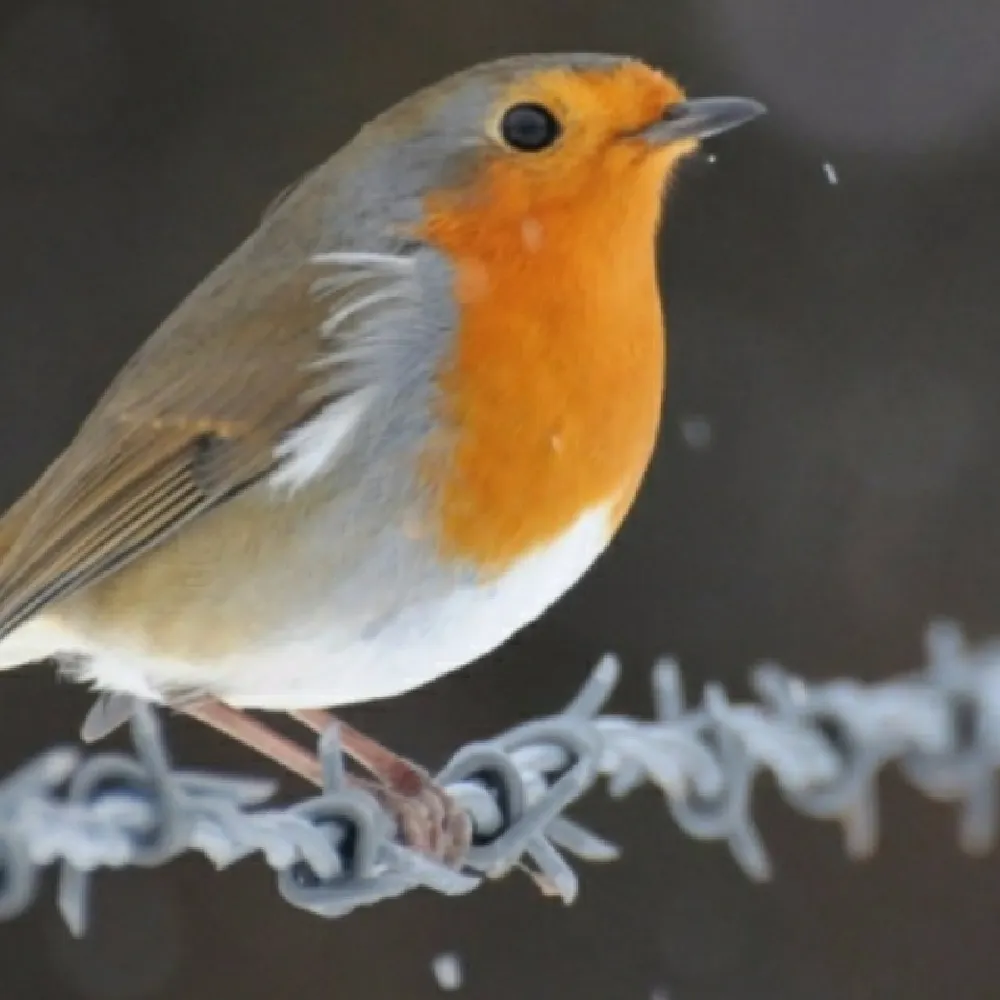 capetrov.bsky.social's profile picture