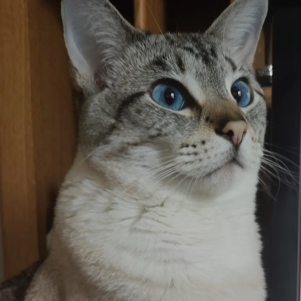 anubisthejackal.bsky.social's profile picture