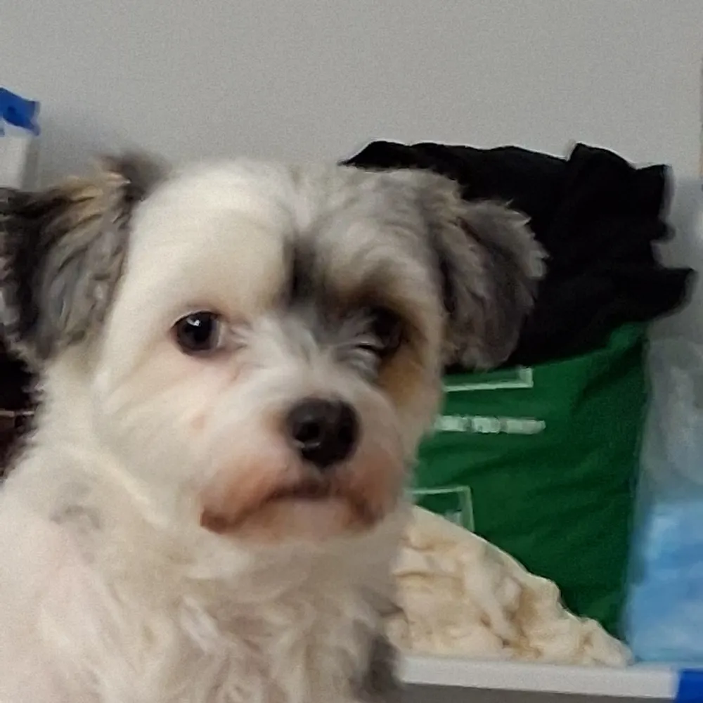 domiandlatte.bsky.social's profile picture