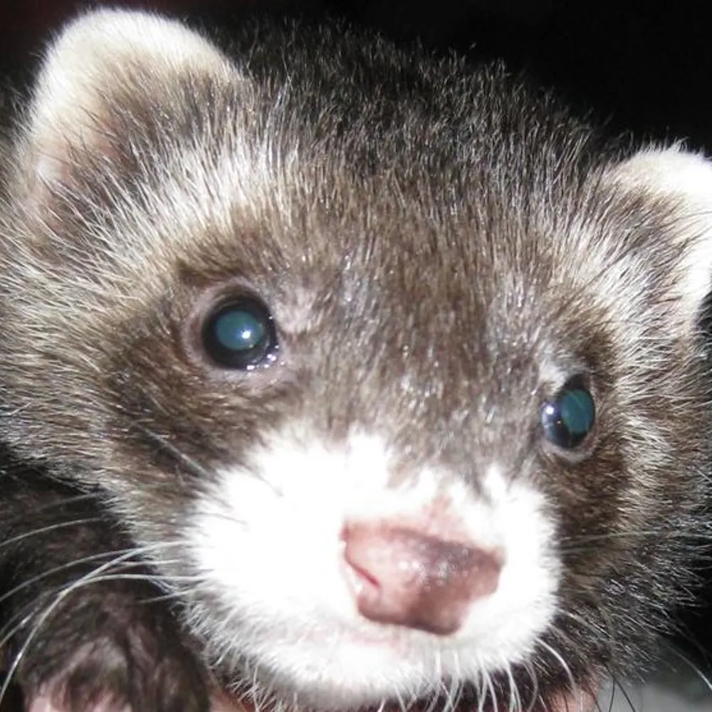 ferretslave.bsky.social's profile picture