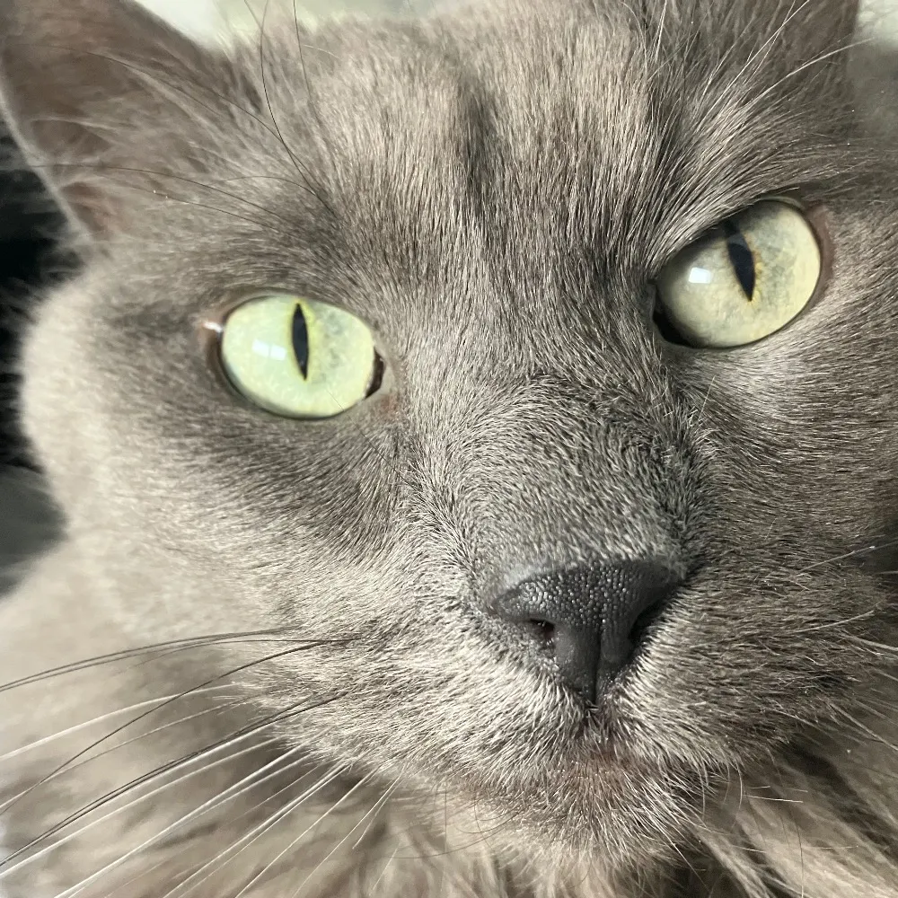 victor-e.bsky.social's profile picture