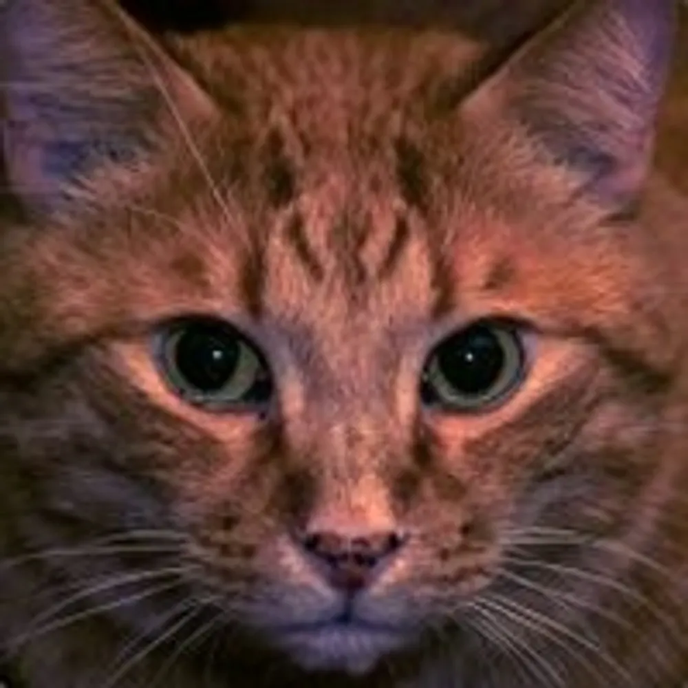 ismua.bsky.social's profile picture