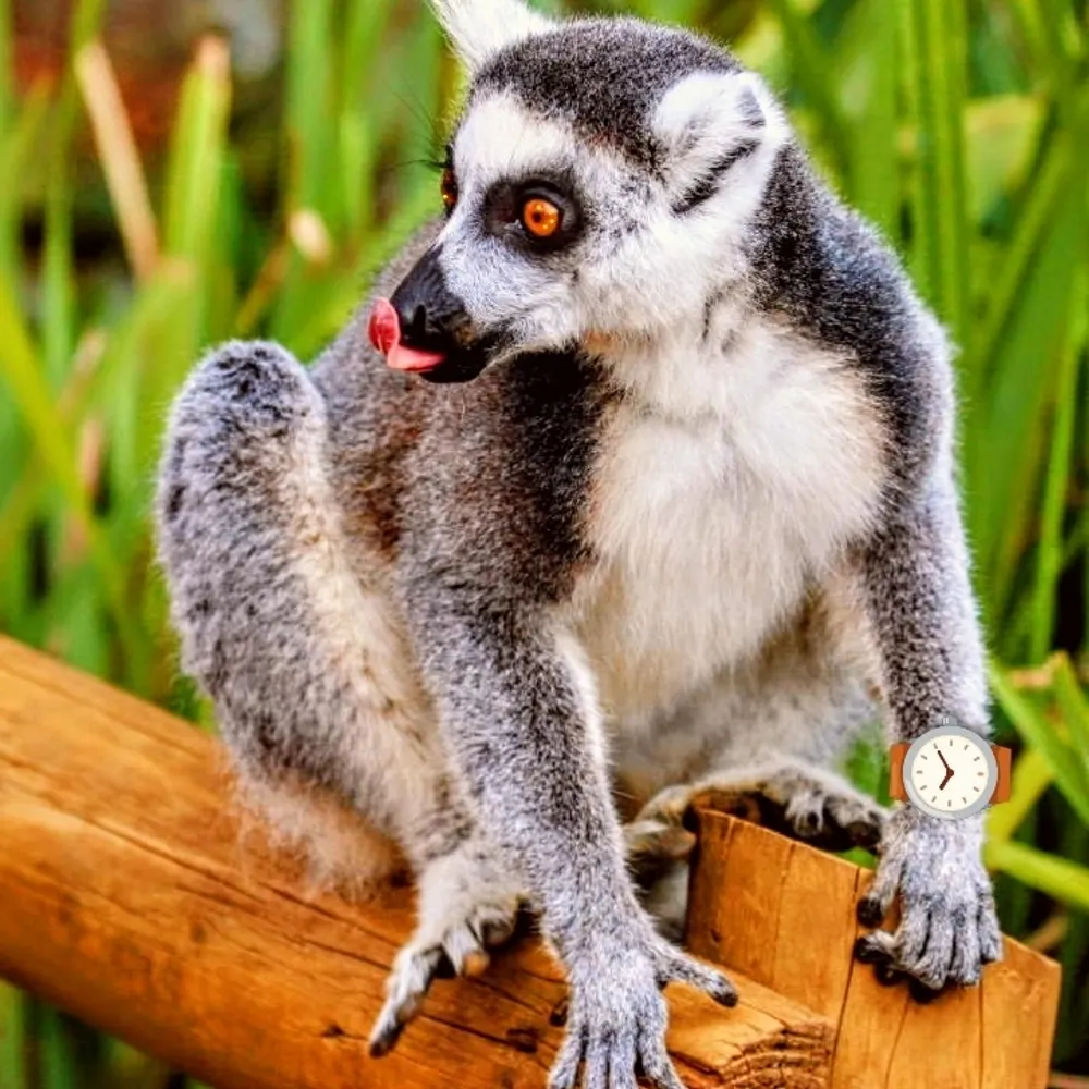 strepsirrhini.bsky.social's profile picture