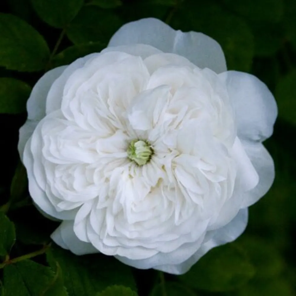 madamehardy.bsky.social's profile picture