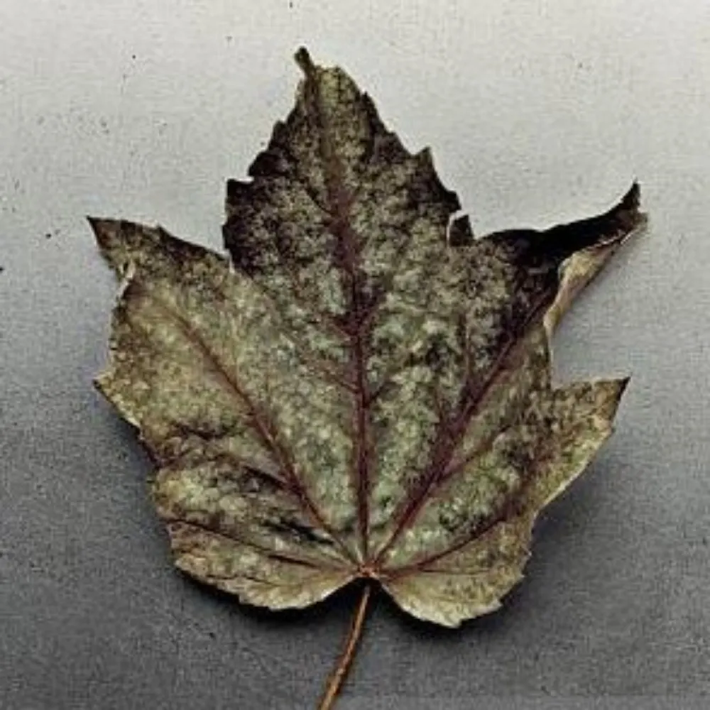 stephentherry.bsky.social's profile picture