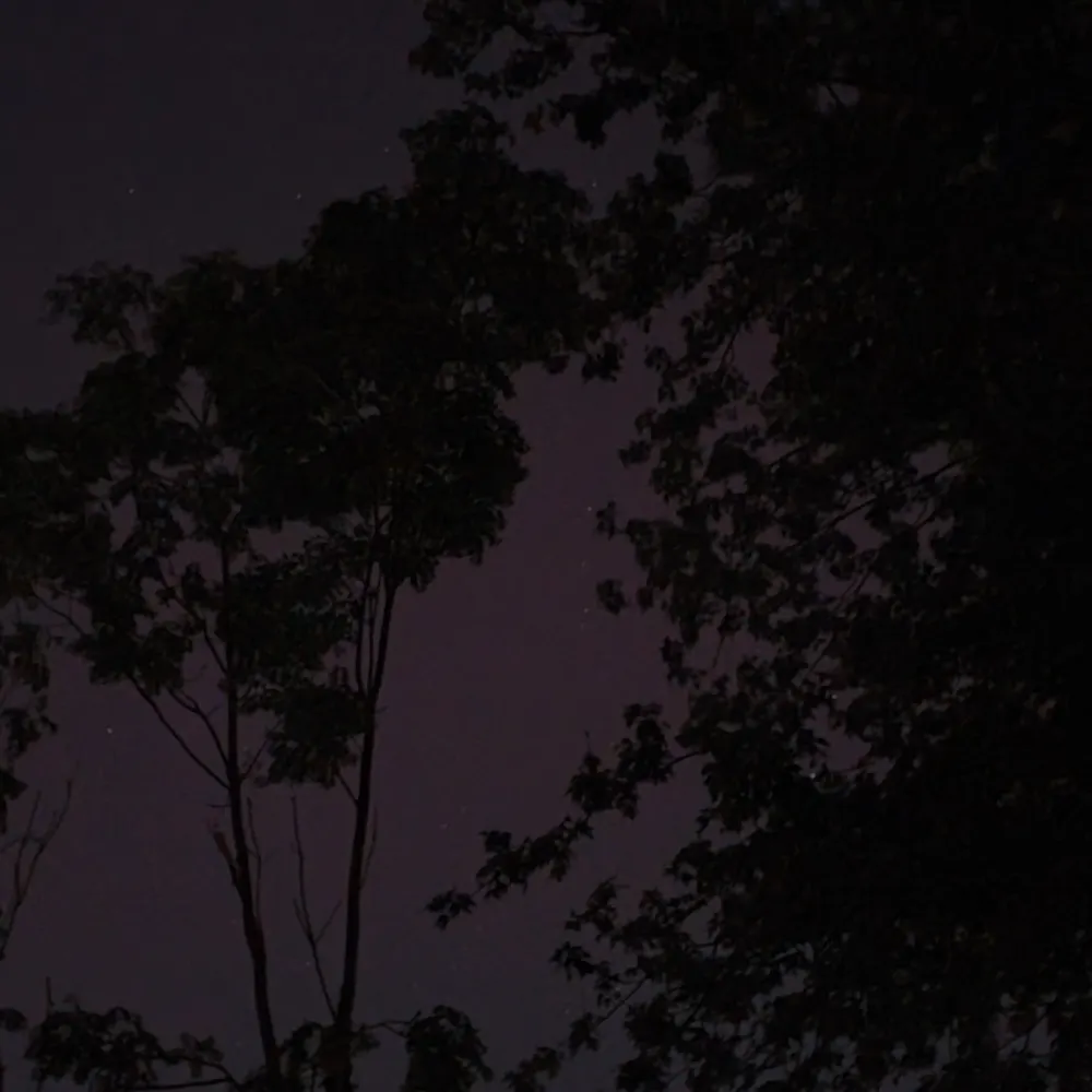 vegetariantrex.bsky.social's profile picture