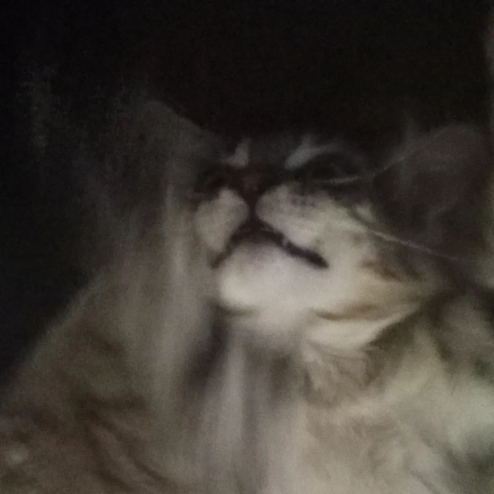 dynobatmite.bsky.social's profile picture