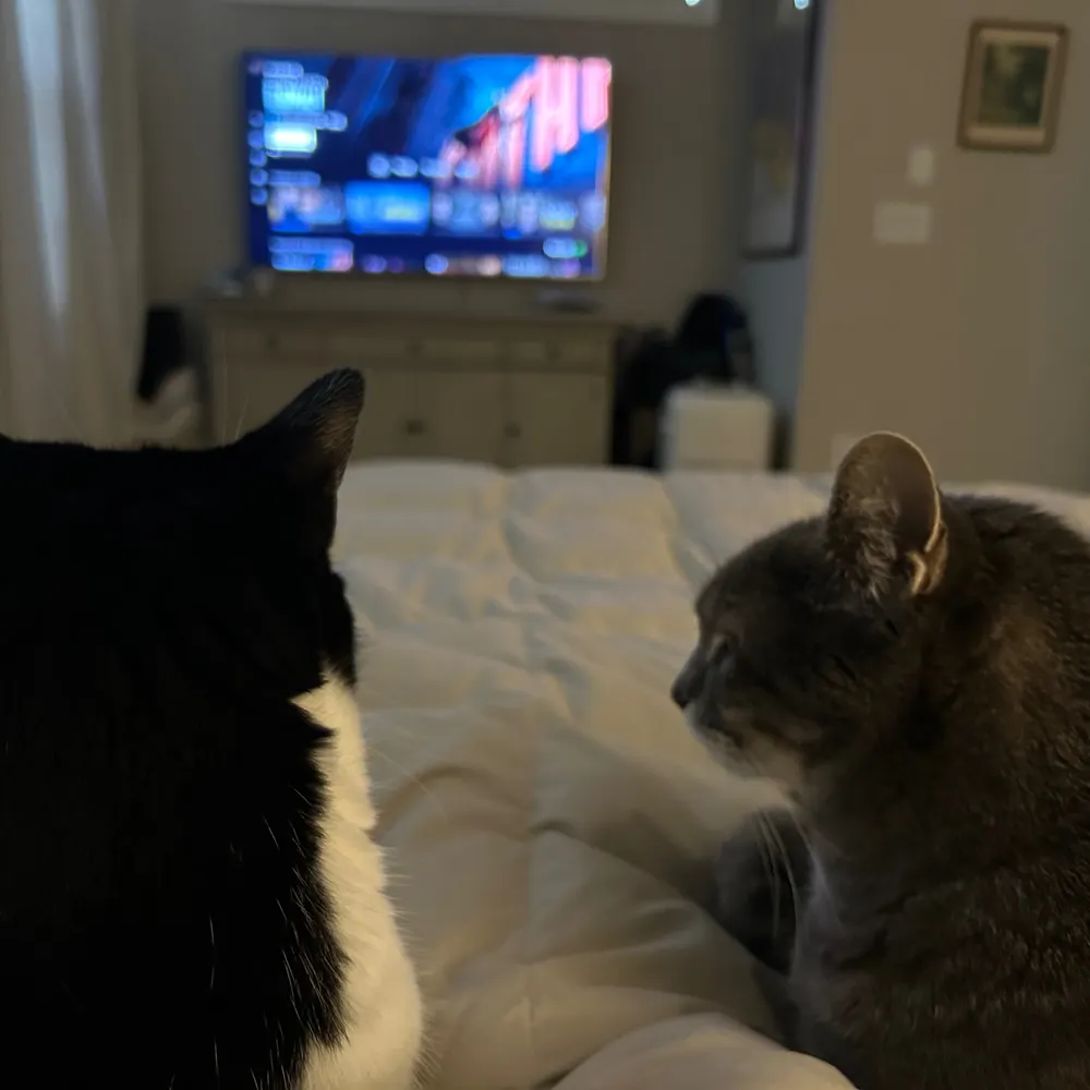 cuthbertthecat.bsky.social's profile picture