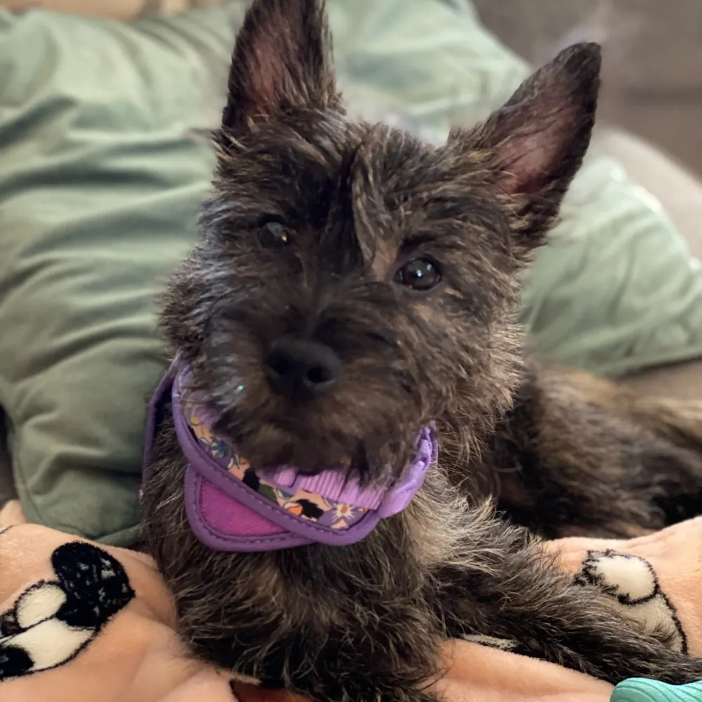 chiefoptimus.bsky.social's profile picture