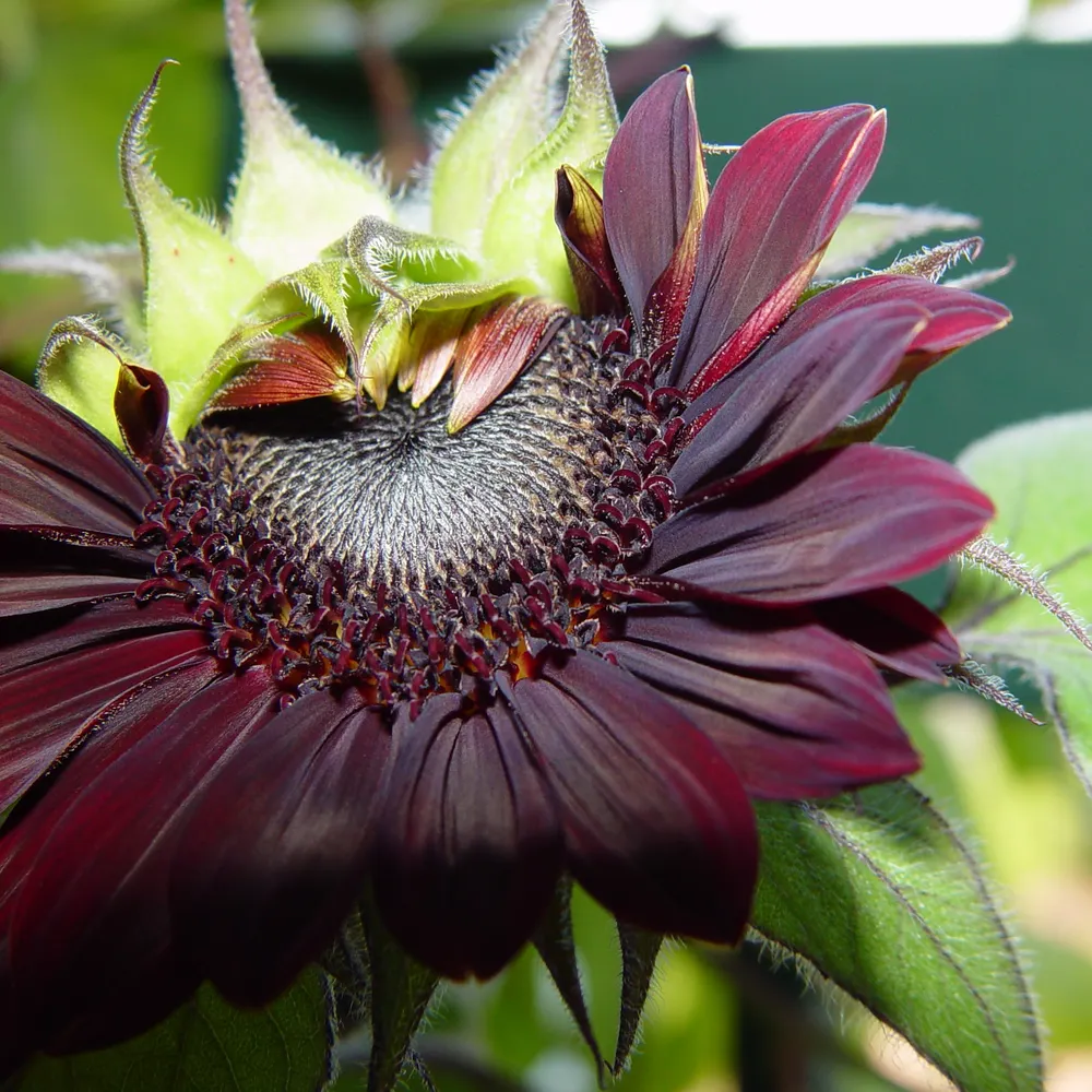 i-dare-korval.bsky.social's profile picture