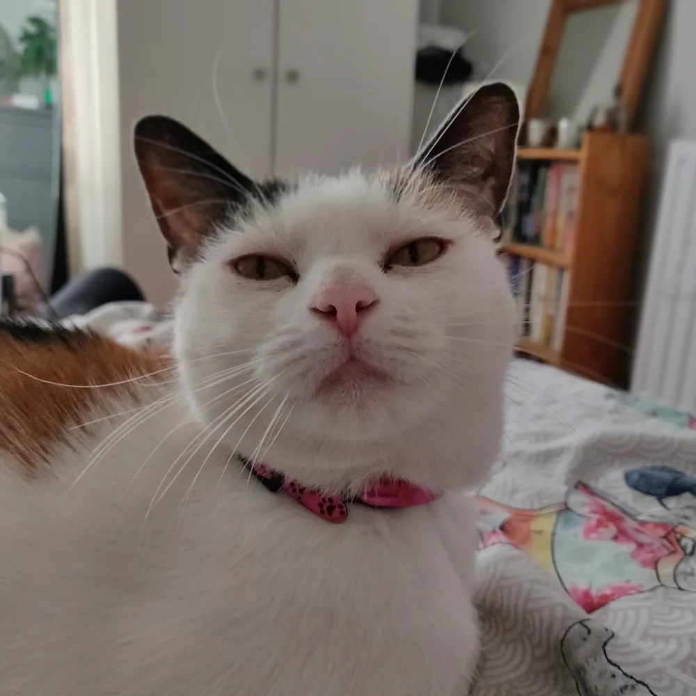 meesterstumpy.bsky.social's profile picture