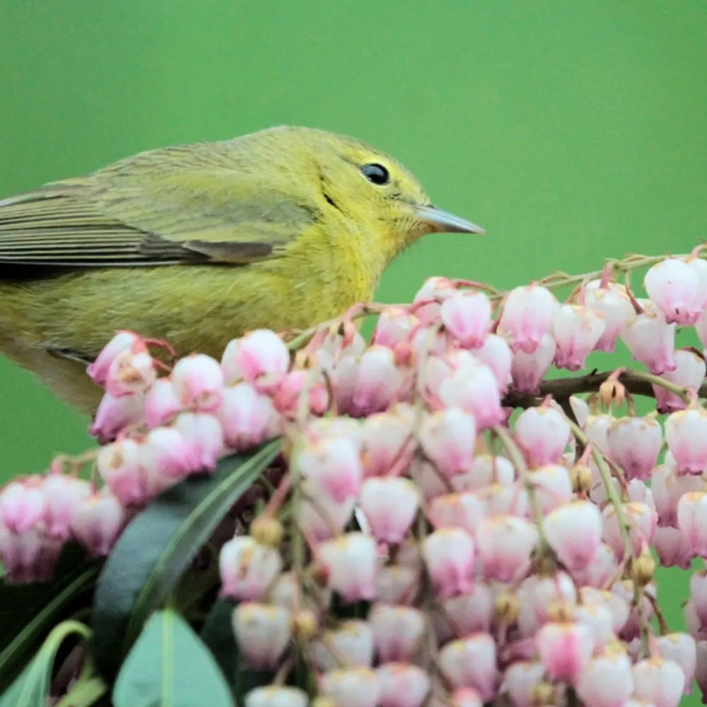 ronninator.bsky.social's profile picture