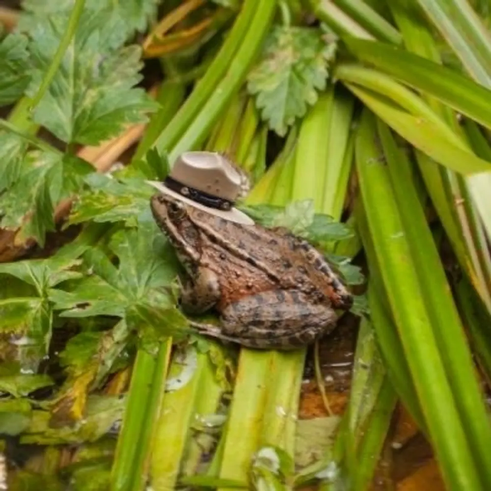 rangerfrog.bsky.social's profile picture