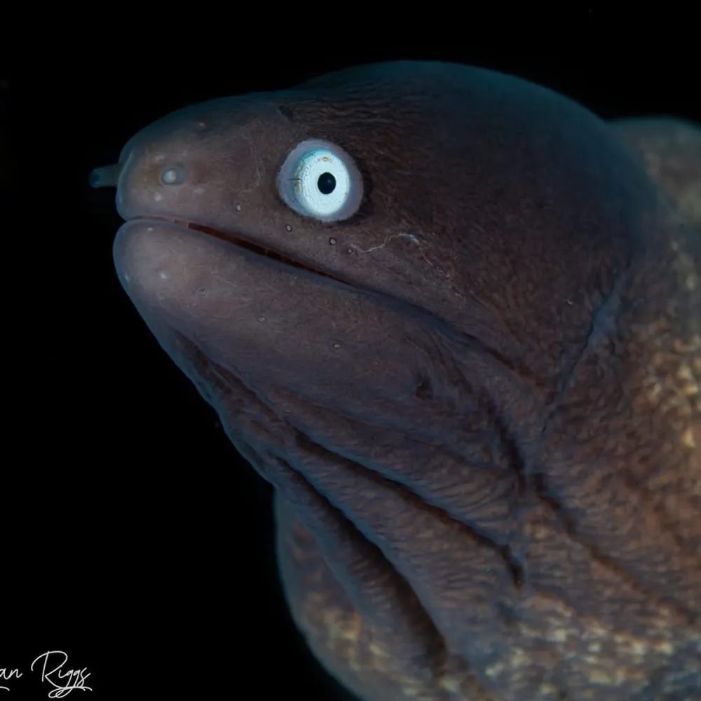 caffeinatedeel.bsky.social's profile picture