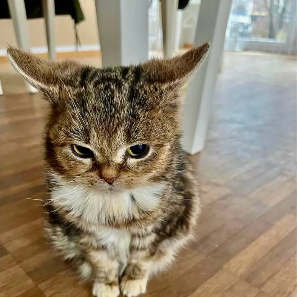 medinabot.bsky.social's profile picture