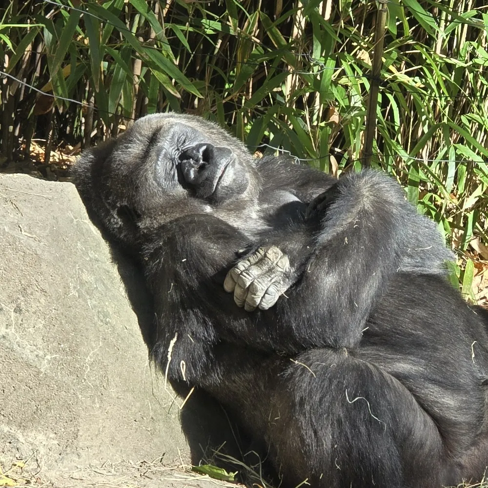 chilout.bsky.social's profile picture