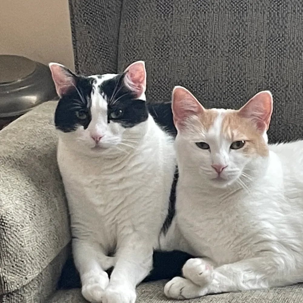 kontinentalkitties.bsky.social's profile picture