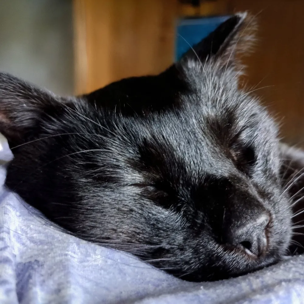 cherylmcneillyphd.bsky.social's profile picture