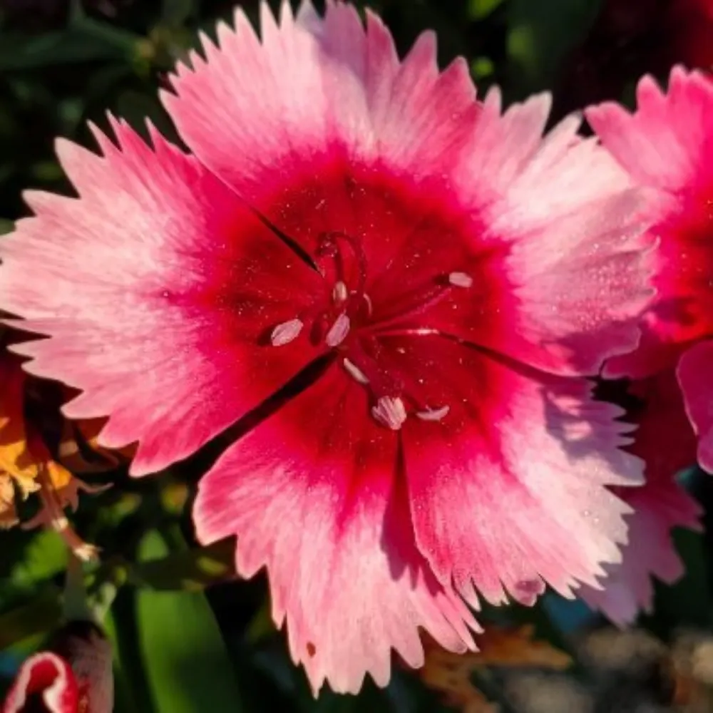 vixerunt.bsky.social's profile picture