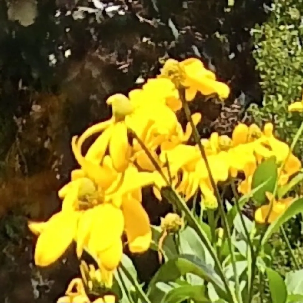 megraham.bsky.social's profile picture