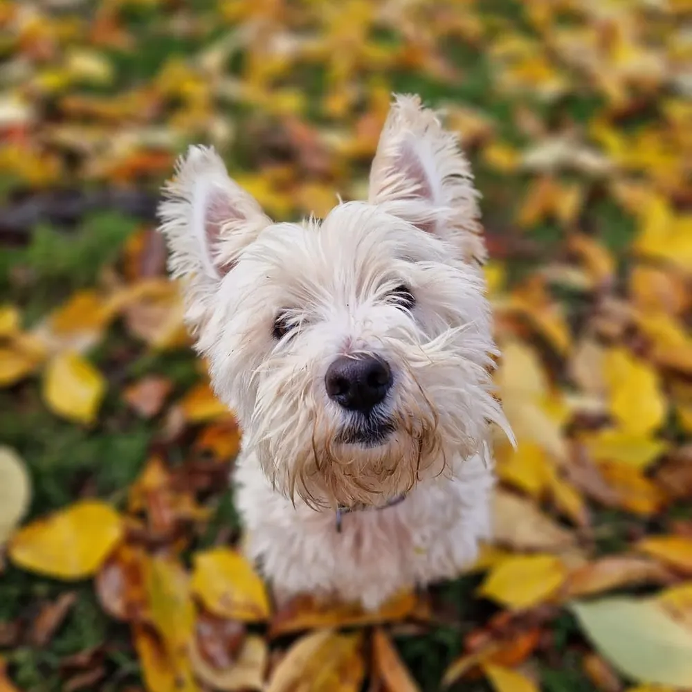 elvisisalive.bsky.social's profile picture