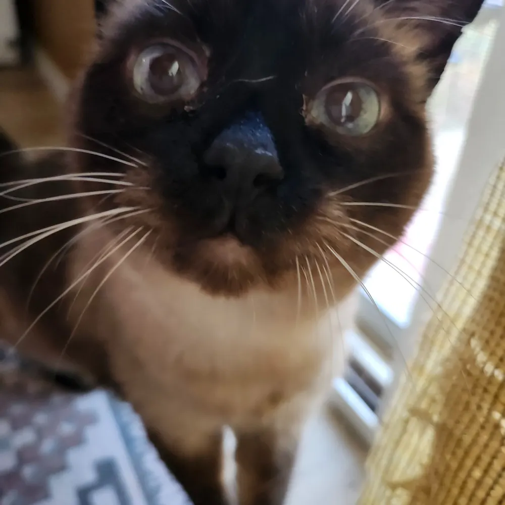 chacatcar5.bsky.social's profile picture