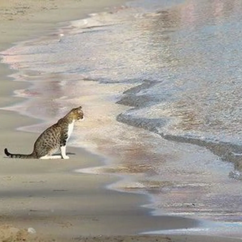 mikimii.bsky.social's profile picture