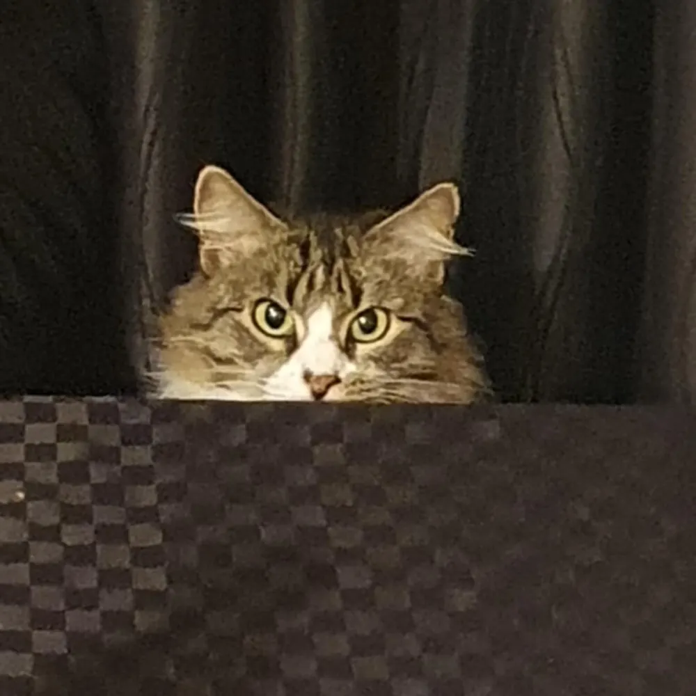 eamon62.bsky.social's profile picture